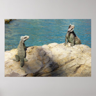 Pôster Par de Iguanas Fotografia da Vida Selvagem Tropica