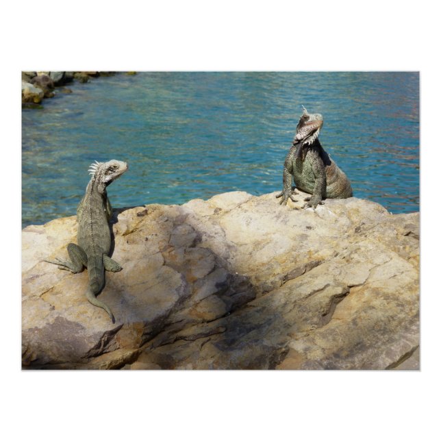 Pôster Par de Iguanas Fotografia da Vida Selvagem Tropica (Frente)