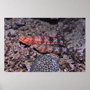 Poster Par de Lagarto II