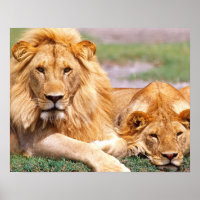Par de Leões Africanos, Panthera leo, Tanzânia