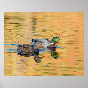 Pôster Par de Mallards