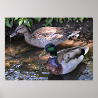 Par de Mallards Malaladas