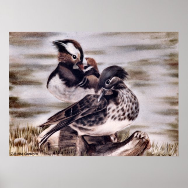 Pôster Par de mandarina (Frente)