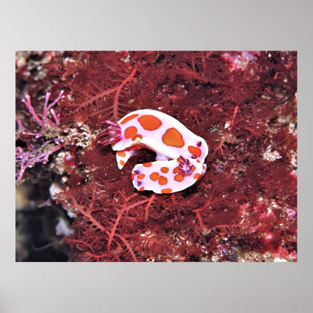 Poster Par de Nudis (Frente)