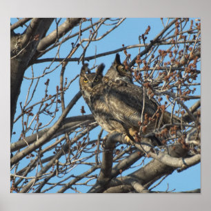 Pôster PAR DE OWLS MORTOS DE EXCELENTE 2 (Bubo virginianu
