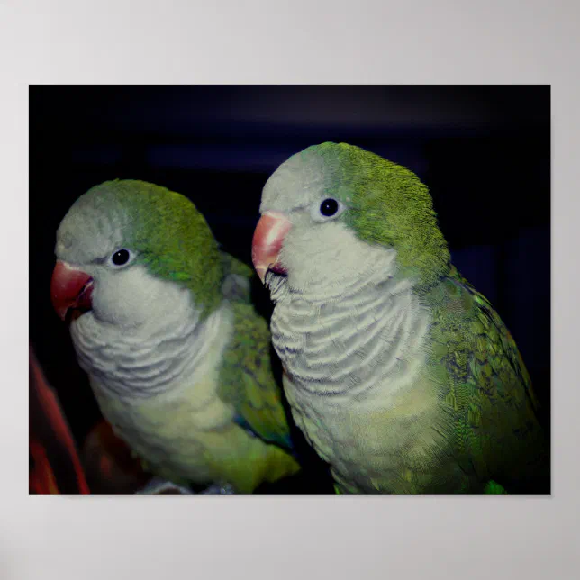 Parrot beb sales