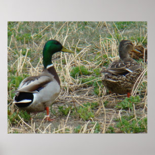 Pôster Par de Patos-reais B12