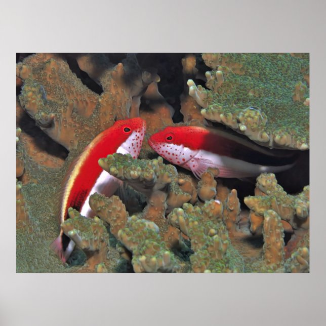Poster Par de Peixe-Falcão (Frente)