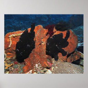 Poster Par de Peixe-Rã Gigante