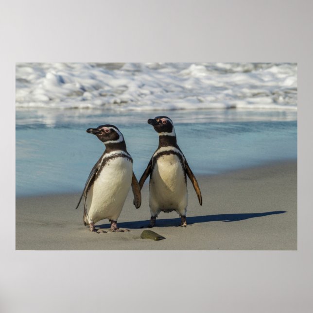 Poster Par de pinguins na praia (Frente)