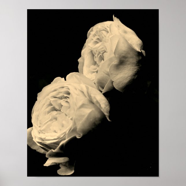 Poster Par de Rosas em Tom Sépia (Frente)