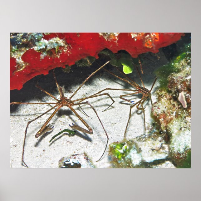 Poster Par de Setas (Frente)