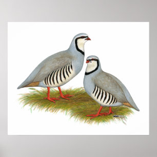 Pôster Par do Chukar