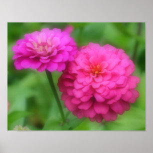 Pôster Par do Flor Zinnia Rosa Fechar