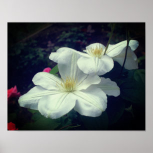Poster Par Flor Branco Clematis