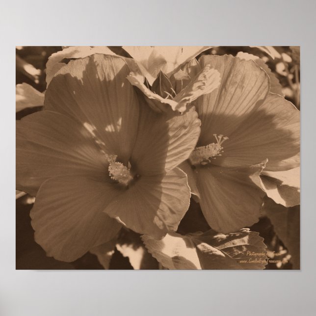 Pôster Par Flor Sepia Hibiscus (Frente)