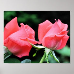 Poster Par rosebud rosa