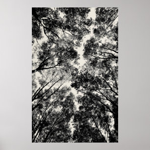Poster Para Cima Através Das Árvores, 2018   Imagens SVP