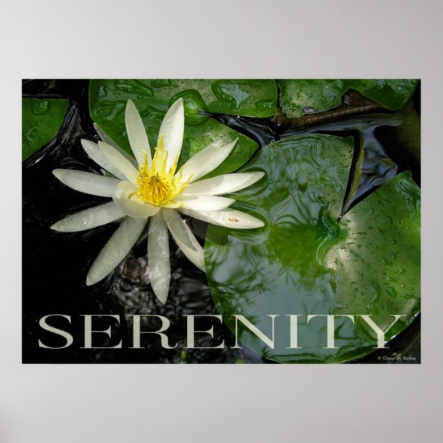 Poster para Inspiração de Serenidade da Água Lily (Frente)