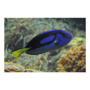 Pôster Paracanthurus hepatus