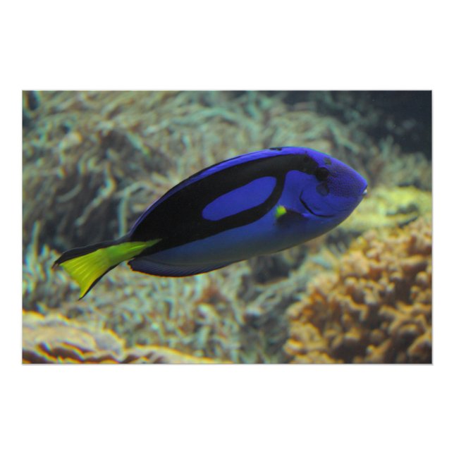 Pôster Paracanthurus hepatus (Frente)