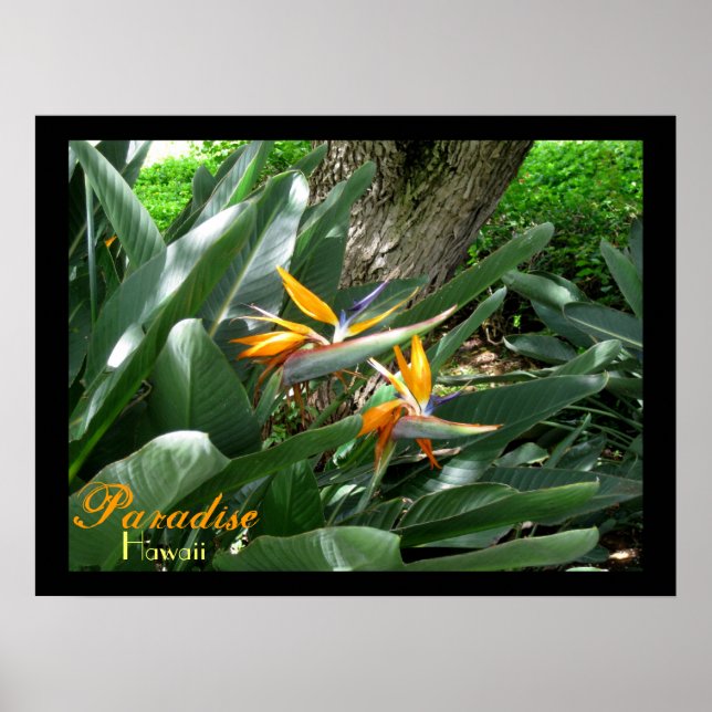 Poster Paradise Hawaii (Frente)