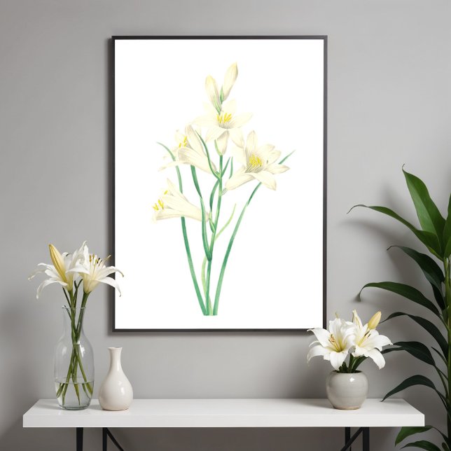 Poster Paradisea Vintage Flower Botanical Ilustração (Criador carregado)