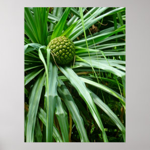 Pôster Parafuso-pinho ou fruta de Hala