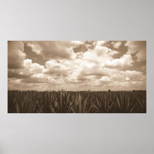 Pôster Paraíso da agave de Jalisco México