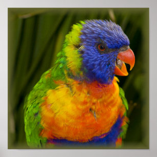 Pôster Parakeet colorido