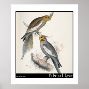 Pôster Parakeet novo do Holland de Edward Lear