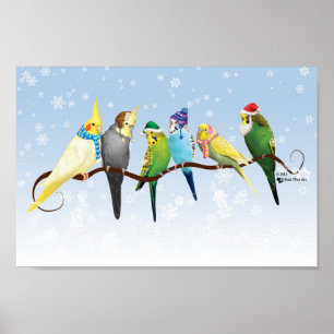 Poster Parakeets & Cockatiels do inverno