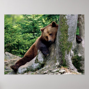 Pôster PARAR CÓPIAS do resto do urso de Brown
