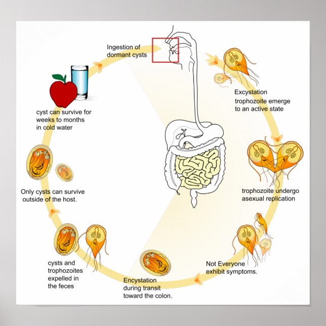 Poster Parasita do ciclo de vida da Giardia do diagrama p (Frente)