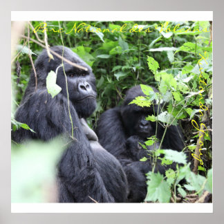 Pôster Parc National des Volcans, Grupo Kwitonda