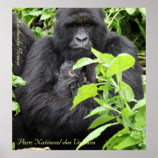 Pôster Parc National des Volcans, Kwitonda G.