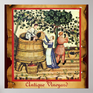 POSTER PARCHE DE COLHEITA DE VINHA DE UVA ANTIGA