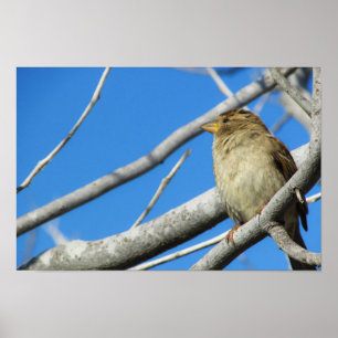 Poster Pardal bonito