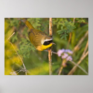 Poster Pardal-de-cabeça-preta (Geothlypis trichas) macho,