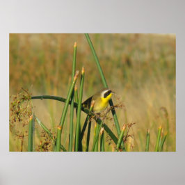 Pôster Pardinho-de-cabeça-preta