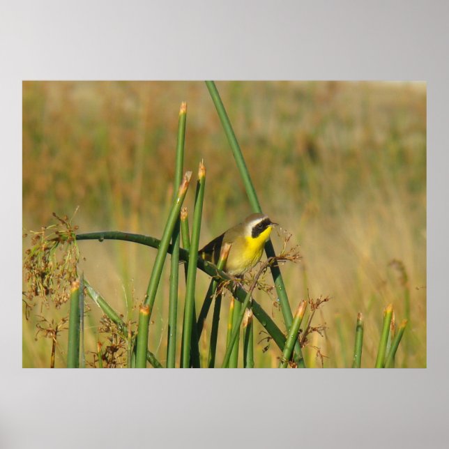 Pôster Pardinho-de-cabeça-preta (Frente)