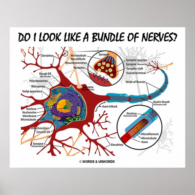 Poster Pareço Um Conjunto De Nervos? Neuron Synapse (Frente)