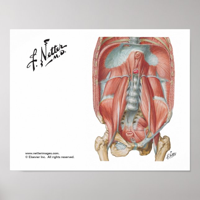 Poster Parede Abdominal Posterior (Frente)