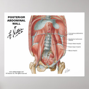 Poster Parede Abdominal Posterior do Netter - Gráfico Rot