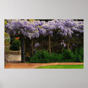 Poster Parede das glicínias