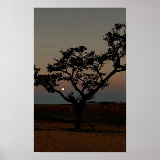 Poster Parede de Árvore Pôr do Sol Natureza Fotografia Rú