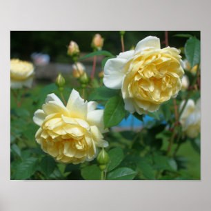 Pôster Pares da flor do rosa amarelo