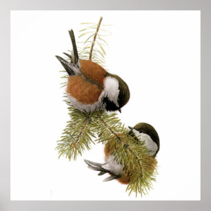 Pôster Pares de Chickadee Castanha-suportado no pinheiro