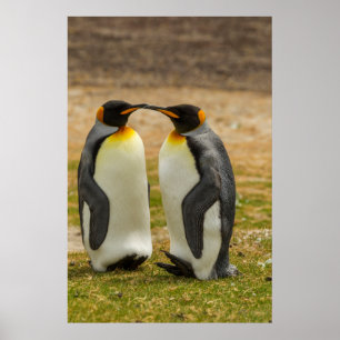 Poster Pares de rei pinguins, Malvinas