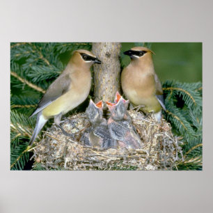 Poster Pares de Waxwings de cedro com jovens